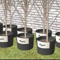 Plantando árvores frutíferas