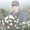 Plantando gardênias