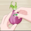 Plantar cebolas germinadas