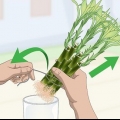 Propagação do bambu da sorte