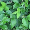 Identificando a hera venenosa