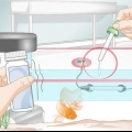 Criação de peixinhos dourados