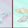 Guppies de reprodução