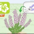 Poda de plantas de urze