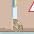 Reconheça que um gato vai dar à luz