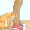 Reconhecer se um gato é um gato de rua