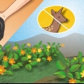 Mantenha os veados fora do seu jardim