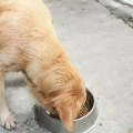 Controlar o comportamento do seu cão tornando-se um líder de matilha