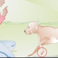 Cuidando da almofada do pé rasgada de um cão