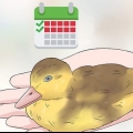 Determinando o sexo de um filhote de pato