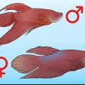 Determinando o sexo de um peixe betta