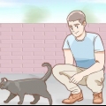 Determinando o sexo de um gato