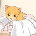 Determinando o sexo de um gatinho