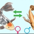 Determinando o sexo de um peixe