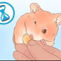 Determinando o sexo do seu hamster