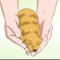 Determinando o sexo dos filhotes