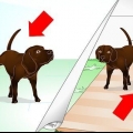 Desaprender o comportamento de marcação do seu cão