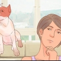 Determinando a raça do seu cão