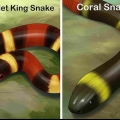 Ser capaz de dizer a diferença entre um kingsnake e um coralsnake