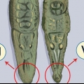 Veja a diferença entre um crocodilo e um jacaré