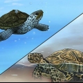 Veja a diferença entre tartarugas aquáticas, tartarugas e cágados