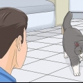 Ganhando a confiança de um gato