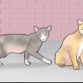 Ganhando a confiança de um gato de rua