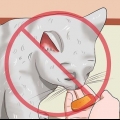 Afastando os gatos