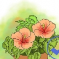 Cultivo de hibisco ao ar livre
