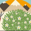 Poda de hibisco