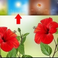 Propagação de hibisco