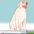 Incentivando os cães a acasalar