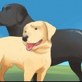 Deixar os cães acasalar