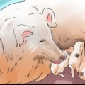 Fazer os cães pararem de comer cocô de cachorro