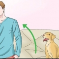 Fazer os cães pararem de lamber