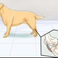 Ajudar cães com problemas articulares e rigidez