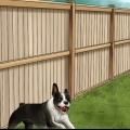 Desencorajando os cães a fazer cocô no quintal