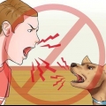Treinar cães para não latir