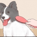 Mantendo os cães aquecidos no inverno