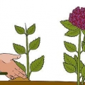 Cultivo de hortênsias a partir de estacas