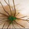 Poda de hortênsias