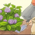 Preparando hortênsias para o inverno