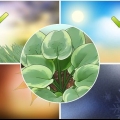Plantas de hosta