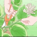 Poda de hostas