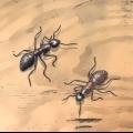 Reconhecer formigas carpinteiras