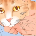 Reconhecendo o câncer de pele em um gato