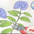 Cortar flores de hortênsia