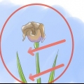 Cuidando de íris quando as flores morrem