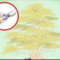 Poda de bordo japonês