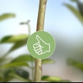 Cultivo de jasmim a partir de estacas